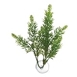 Zoo Med Laboratories AZMBP23 Betta Plant Salvia