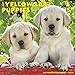 Just Yellow Lab Puppies 2020 Wall Calendar (Dog Breed Calendar) by