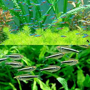 Amazon 熱帯魚 カージナルテトラ ワイルド １０匹 ブラック ネオン １０匹 北海道 九州航空便要保温 Charm チャーム 観賞魚 水中生物 通販