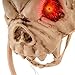 Halloween Haunters Animated Dog Skull Head Barking Front Door Knocker Prop Decoration - Evil Red Eyes Light Up As Dog Barks Viciously - Haunted House Graveyard Entryway Display