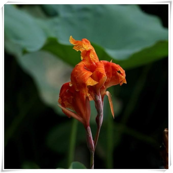 Amazon カンナユリの花の球根 カンナ球根 植えやすい 園芸 庭に植えることができます 多くの花の種類の花はユニークです 黄 10球根 花