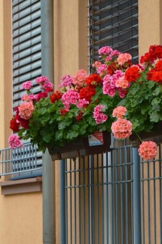 Balcony Geranium Planter in Spring Journal: Take Notes, Write Down Memories in this 150 Page Lined Journal Paperback – 27 Jun 2017