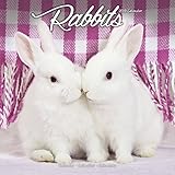 Rabbit Calendar - Cute Animal Calendar - Calendars 2018 - 2019 Wall Calendars - Animal Calendar - Ra by 