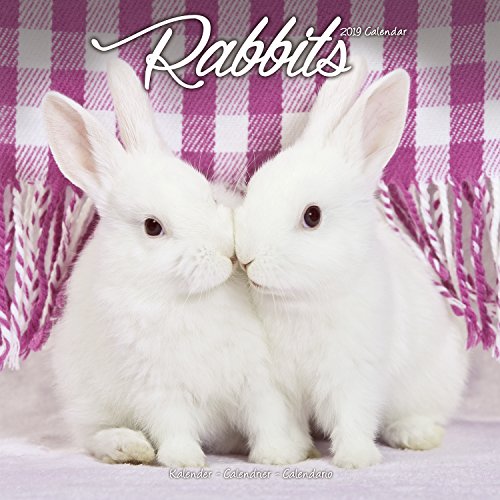 Rabbit Calendar - Cute Animal Calendar - Calendars 2018 - 2019 Wall Calendars - Animal Calendar - Ra by MegaCalendars