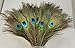 CJESLNA 100 PCS Real Natural Wholesale Peacock Feathers, 10 to 12