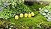 BeautyMood 10pcs Miniature Fairy Garden Herd of chickens (Yellow)