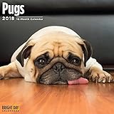 Pugs 2018 16 Month Wall Calendar 12 x 12 inches Bright Day Calendars Publishing