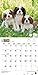 Cavalier King Charles Spaniel Puppies 2015 Calendar