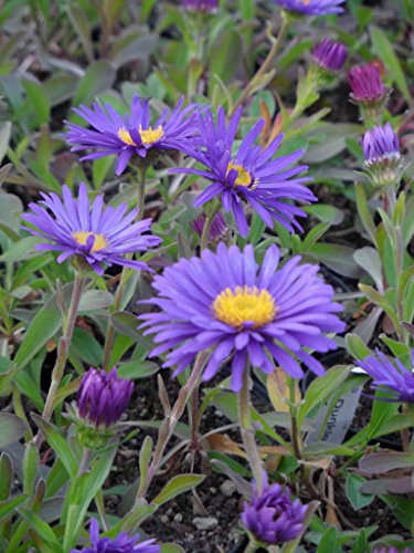 Aster alpinus Goliath - Lila Frühlingsaster, 3 Pflanzen im 7/6 cm Topf – Bild 6