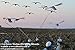 Sillosocks Flapping Blue Goose Decoy