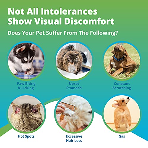 5Strands Pet Food and Environmental Intolerance Test, at Home