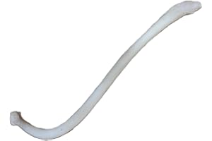 Dakotaline RACCOON PENIS BONE (BACULUM), TEXAS TOOTHPICK (1)