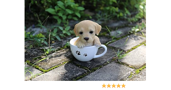 teacup chocolate lab