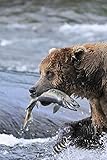 Wallmonkeys A Brown Bear Carries Away a Chum Salmon It Caught Peel and Stick Wall Decals (36 in H x 24 in W)