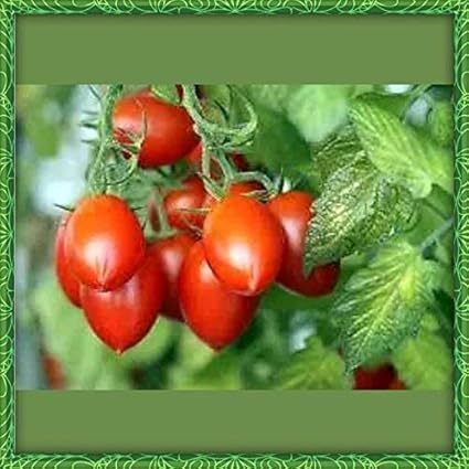 tomato seeds 30 / vegetable seeds/hybrid seeds