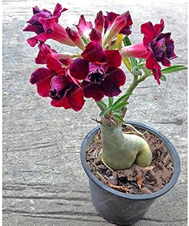 Bonsai Plants Seeds Bulbs Desert Rose Bonsai Potted Flowers Bonsai Adenium Obesum Indoor Bonsai Plant Mini Potted Tree For Home Garden Plant 1 Pcs Best Quality Not Plant Seed Bonsai By