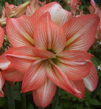 Christmas Time Blooming Elegant Flowers Zombie Pink & White Double Mini Amaryllis Flowering Bulb