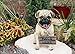 Ebros Gift Large Adorable Pug Dog Garden Greeter Statue with Jingle Collar 11.25