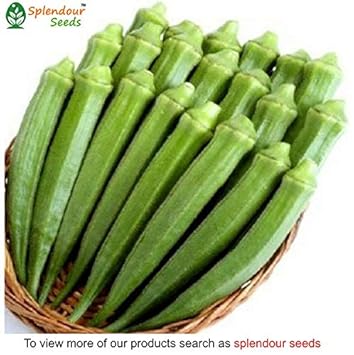 Splendour Seeds Ladies Finger Seeds Variety Arka Anamica