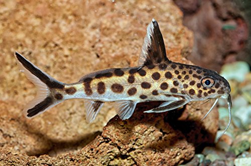 EARTHWORM STICKS,Fish Food,Bottom Feeders,plecos,Catfish,Cory Cats,Shrimp - 2oz - ABF36 - Thumbnail 5