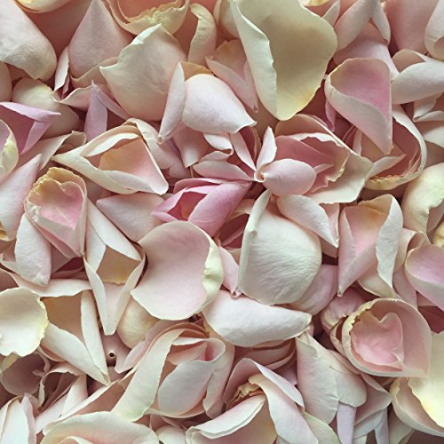 Biodegradable Rose Petal Wedding Confetti (Palest Pink, 1 Pint) Buy
