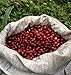 Costa Rica Palmichal Tarrazu (3 LB) Green Unroasted Coffee Beans, 100% Arabica Beans, Direct Trade