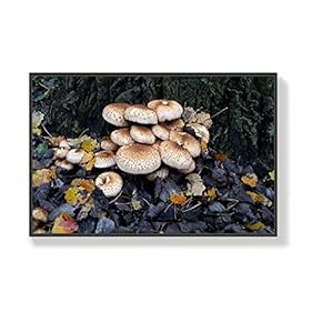 Canvas Wall Art for Living Room, Bedroom Mushroom Framed Canvas Prints for Home Decoration Ready to Hang - 16x24 inches
