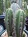 San Pedro Cactus (Trichocereus Peruvianus) 50 Seeds RAR Big-pack
