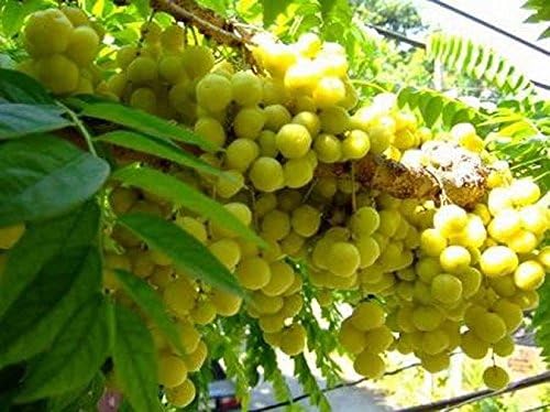 5 Seeds Star Gooseberry (Phyllanthus acidus)