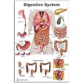 Anatomy of the Digestive System and Colon Model set (24 x 36)