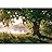 signwin Wall Mural Foggy Forest Removable Self-Adhesive Wallpaper Wall Decoration for Bedroom Living Room - 66x96 inches