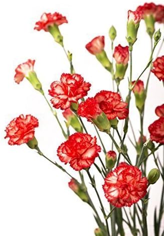 Carnation (Natural) Absolute Oil Dilution 5ml (Origin: France)