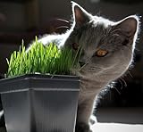 Catgrass (Sweet Oats for Cats) 900 Seeds - Herb