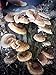 100 Shiitake 100 Mushroom Plug Spawn Edible Mycelium Plugs