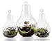 Light Bulb Glass Terrarium Set of 3 Pieces (1 Large & 2 Small); Planters for Air Ferns, Succulents and Dioramas