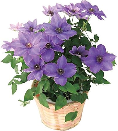 Amazon 母の日ギフト 花 プレゼント 人気 ランキング 早割 大人気 数量限定 クレマチス鉢植え ミゼットブルー 60代 70代 80代 もらって うれしい メッセージカード 観葉植物 オンライン通販