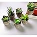 T4U Artificial Succulent Plants Potted, Mini Fake Succulent Plants in Pots for Home Office Wedding Decoration Pack of 6