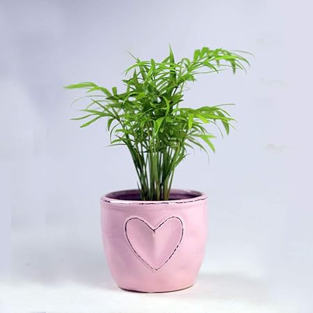 Paudhe Se Yaari Heart Embarked Planter Pot for Small Plants Succulents Cactus. Pink Ceramic Porcelain Bone China Flower Container for Home Office Desk Tabletop Wedding Restaurant D