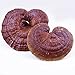 Dried Red Reishi Mushroom Slices Raw from Ta-pieh Mountains Ganoderma lucidum Loose Slices for Reishi Mushroom Tea 灵芝 (영지버섯) 8.8oz