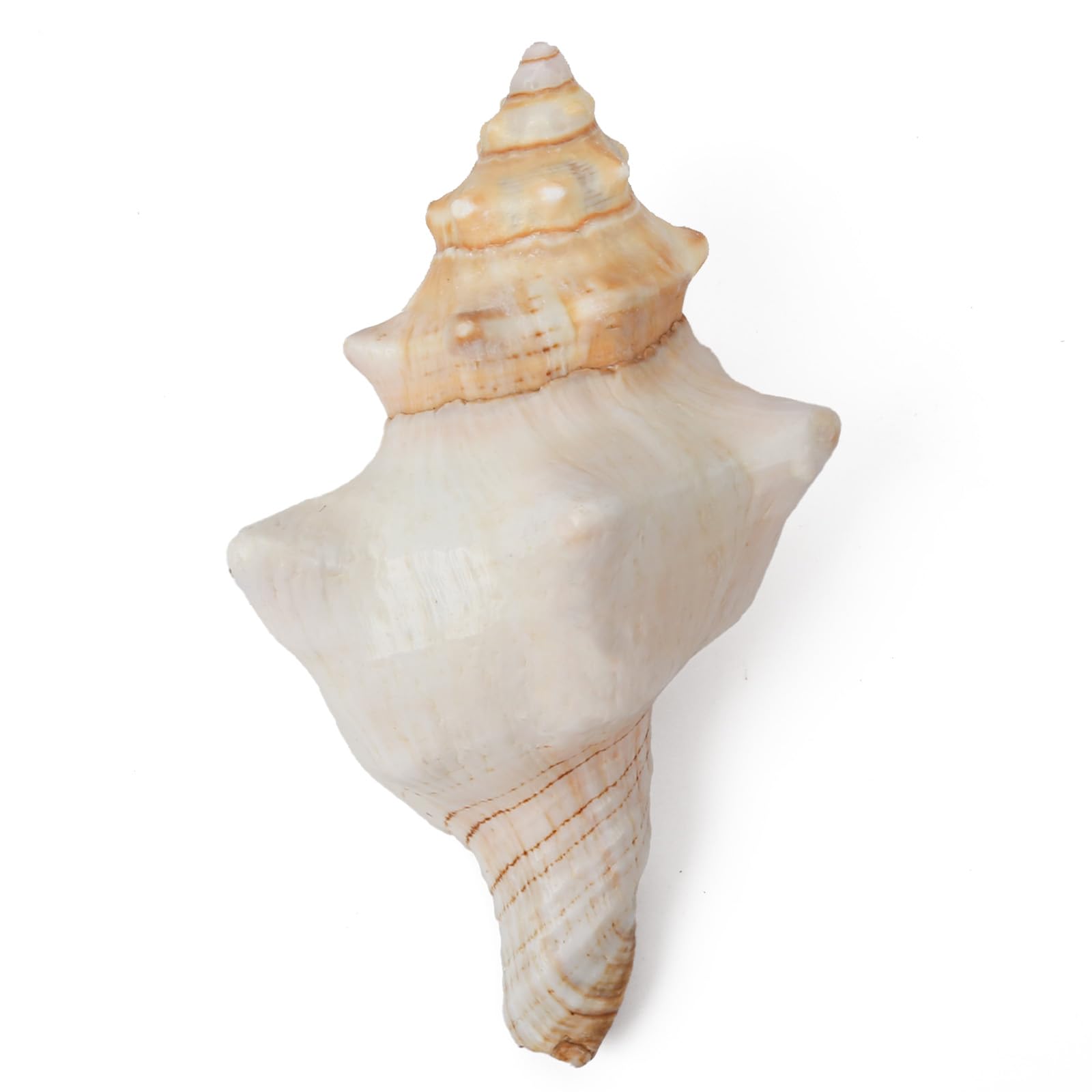 SKOOLOVE Large Natural Sea Shells 15-18CM Huge Ocean Conch Jumbo Seashells Perfect for Wedding Decor Beach Theme Party, Home Decorations,DIY Crafts, Fish Tank and Shell Collectors