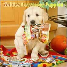 Golden retriever calendar 2016 personalized Golden Retriever Puppies Calendar - 2015 Wall calendars - Dog Calendars