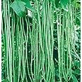 50 Asian Long Bean Seeds - Very Productive Heirloom - Non-GMO - Always Fresh Seeds! - Planting Seeds for Home Vegetable Garden