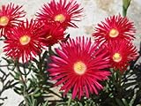100 Gelato Bright RED ICE PLANT MESEMBRYANTHEMUM DAISY Livingstone Flower Seeds