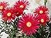 100 Gelato Bright RED ICE PLANT MESEMBRYANTHEMUM DAISY Livingstone Flower Seeds