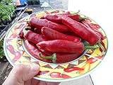Szegedi 179 Paprika Pepper 10+ Seeds