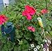 Solar Yard Stake Fluttering Insects, Solar or Battery Powered (Hummingbird)