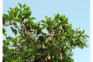 Pack of 30 Pongamia Pinnata Tree Seeds : Seeds in The Packet