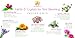 Herbs and Crystals for Yoni Steaming by Luna Rain Botanicals
