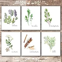 Kitchen Herbs Art Prints - Botanical Prints - (Set of 6) - Unframed - 8x10s