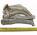 WhiteTail Naturals | 1 Pound (lb) Bundle | Extra Hard Axis Deer Antlers for Dogs | Naturally Shed Organic Antler Dog Chews | for Aggressive Chewers Only